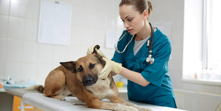 case-study_veterinary-specialty-exams-768x388